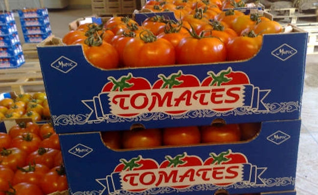 Crece un 33% la venta de tomate de Marruecos en la UE y baja un 24% la del tomate español