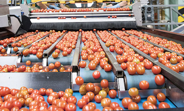España ha bajado en 10 años un 38’71% la exportación de tomate y Almería un 31’55%
