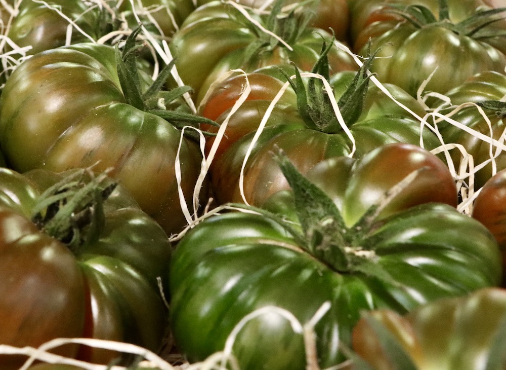 El precio pagado al agricultor por los tomates se da un batacazo en la segunda semana del año