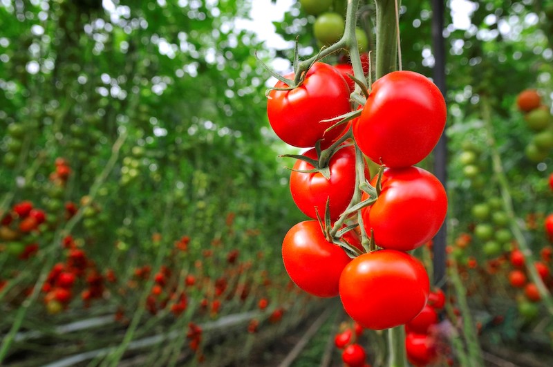 tomates en rama invernadero