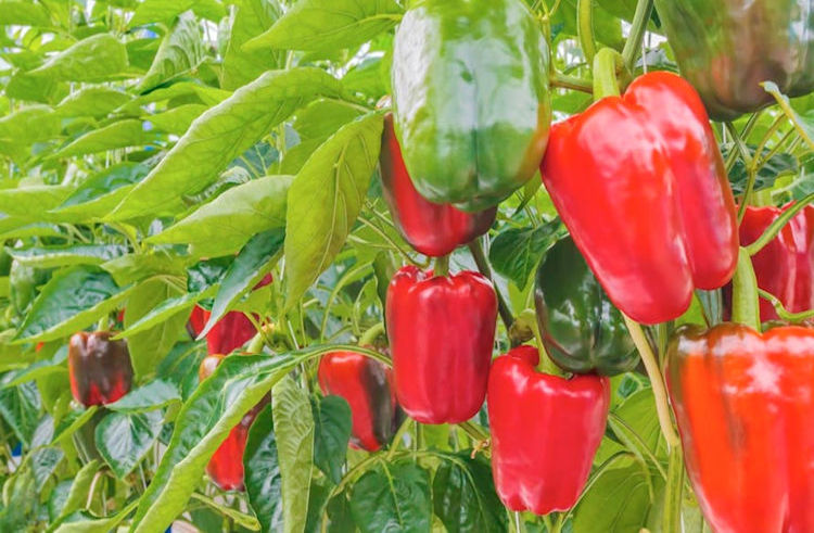 Récord histórico en la producción de pimiento en el mundo, que alcanza los 38.310 millones de kilos