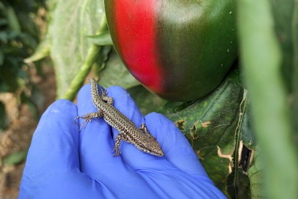 La Junta estudia el uso de reptiles en invernaderos de Almería para el control biológico de plagas