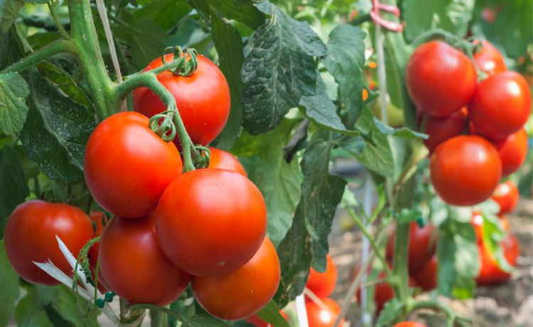 Producir un kilo de tomate en invernadero necesita mil veces menos agua que un alimento procesado