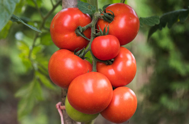 El valor de la producción mundial de tomate se reduce en 14.000 millones de euros en un año