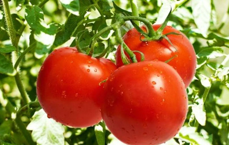 España aumenta la exportación de tomate, reduce la importación y Portugal se confirma como primer proveedor en lugar de Marruecos